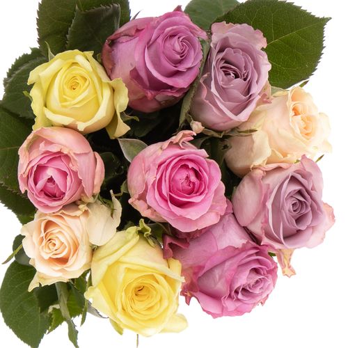 Rose mix Pastel 50cm