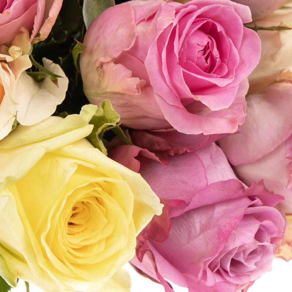 Rose mix Pastel 50cm