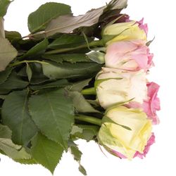 Rose mix Pastel 50cm