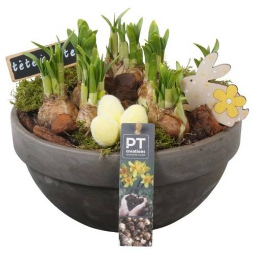 Narzis.Arr PTNP4464 Ostern T23 H021