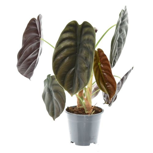 Alocasia Red Secret T14 H035