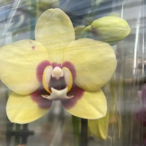 Phal.2-R gelb Exclusief T09 H040