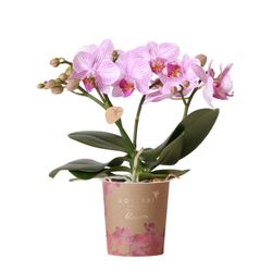 Phal.3-R rosa Blossom Pink Kolibri T09 H25