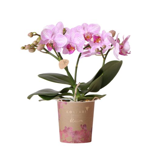 Phal.3-R rosa Blossom Pink Kolibri T09 H25