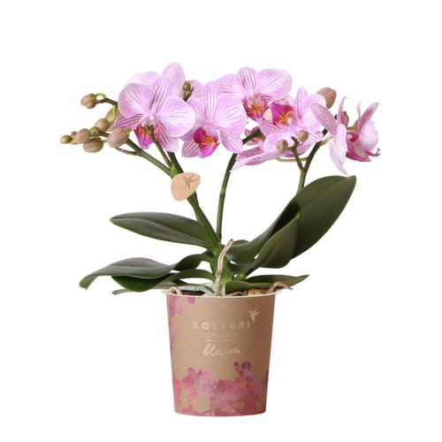Phal.3-R rosa Blossom Pink Kolibri T09 H25