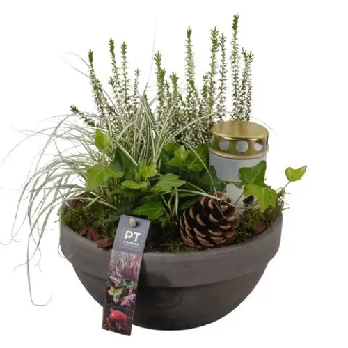 Garten.Arr PTAH8639 Allerheiligen T23 H032