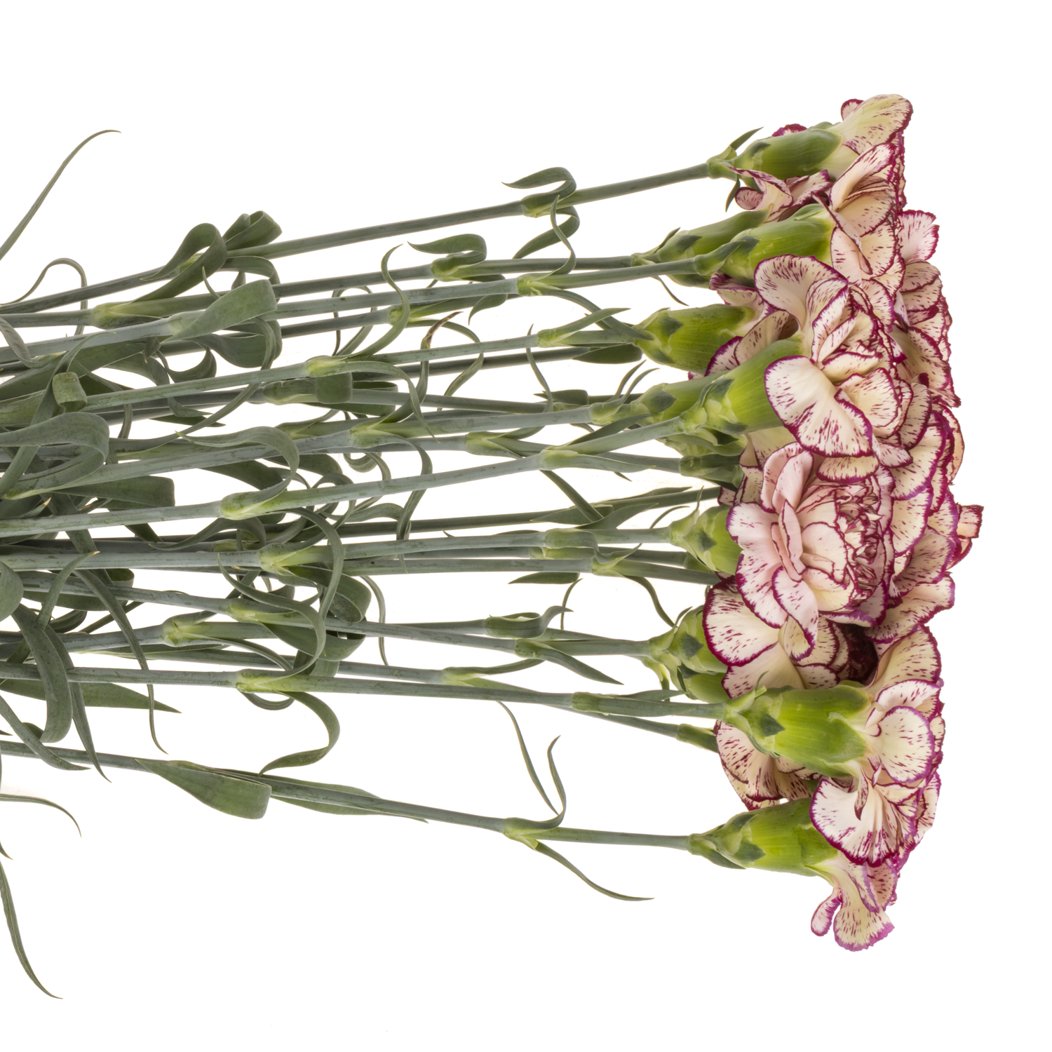 Nelke creme/lila Mariann 60cm