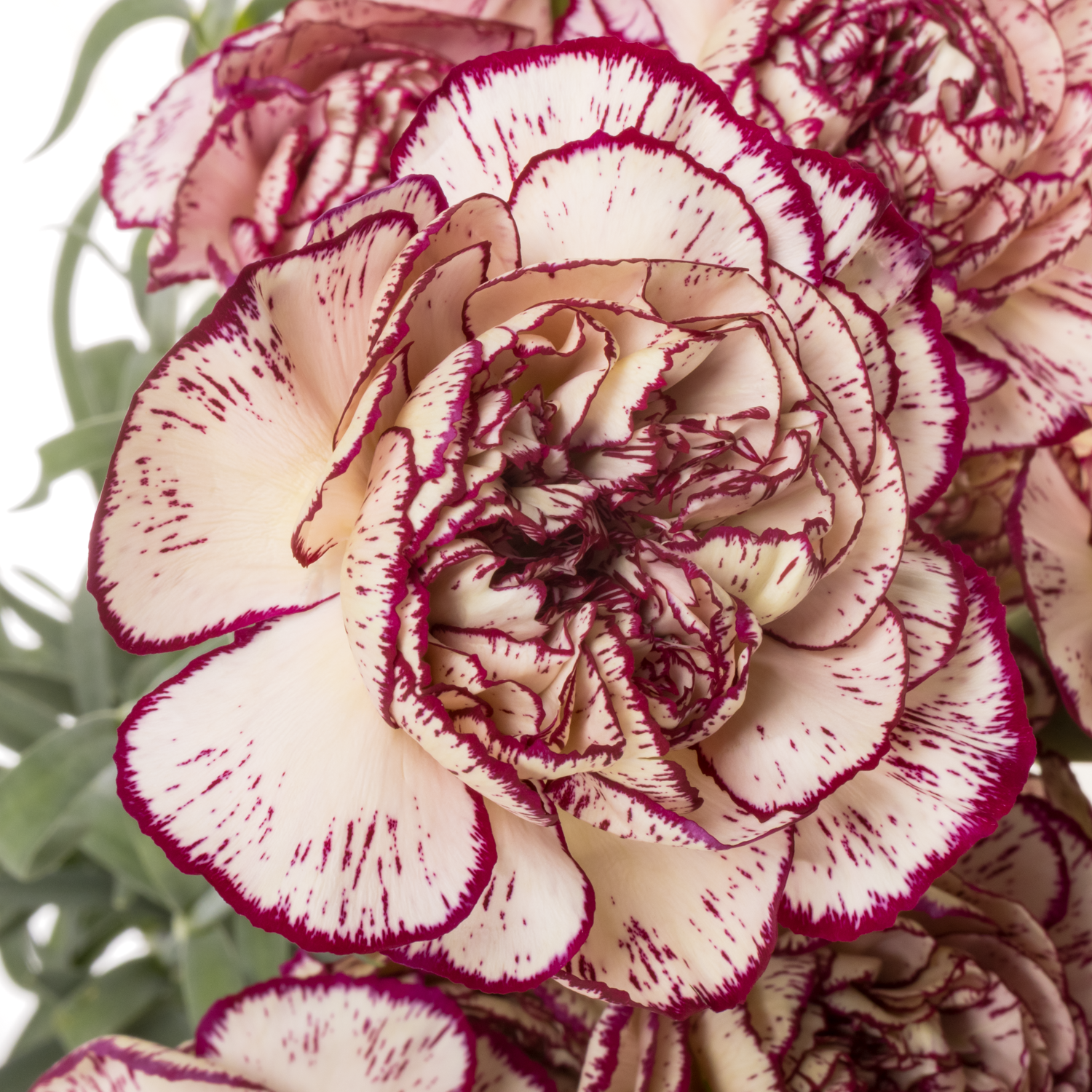 Nelke creme/lila Mariann 60cm