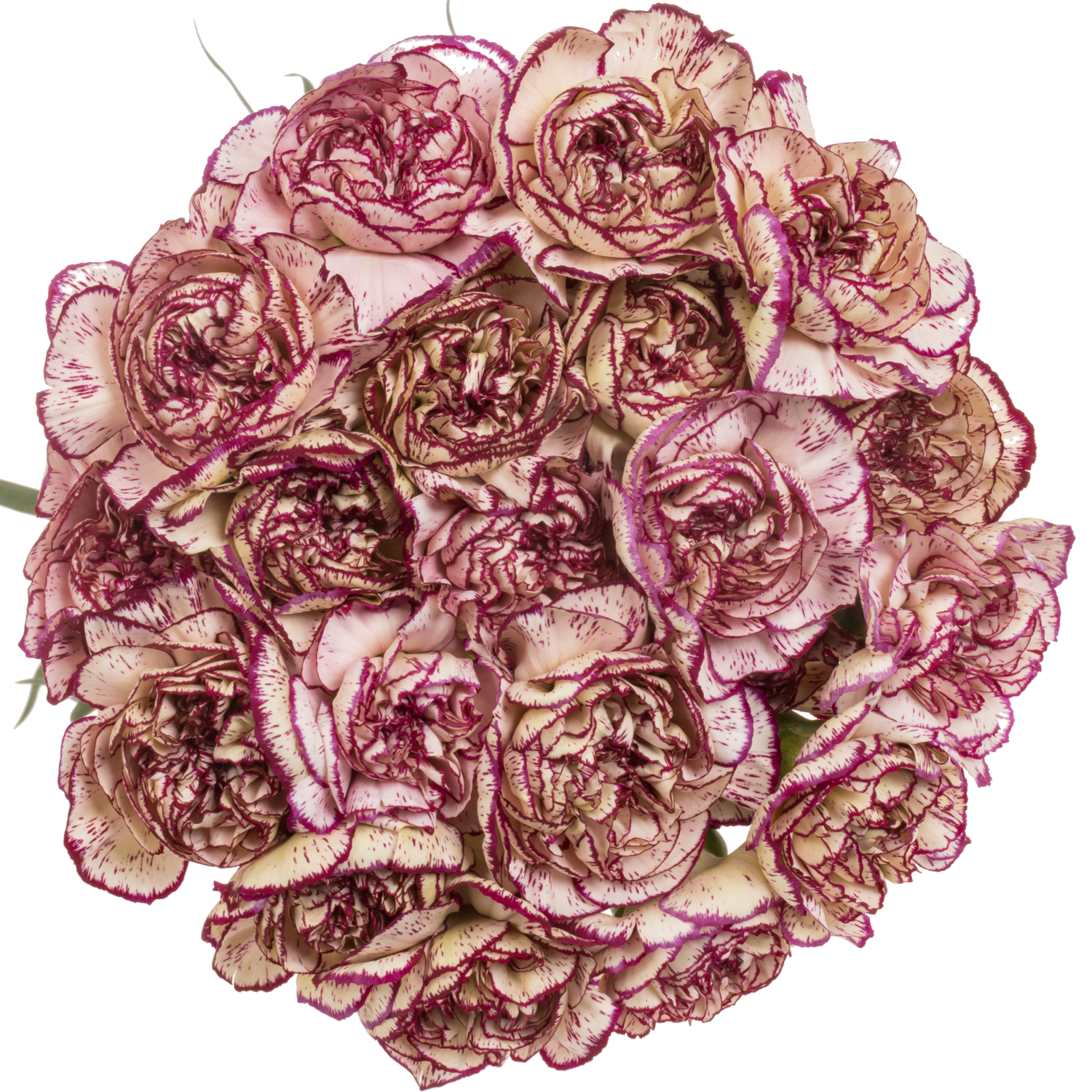 Nelke creme/lila Mariann 60cm