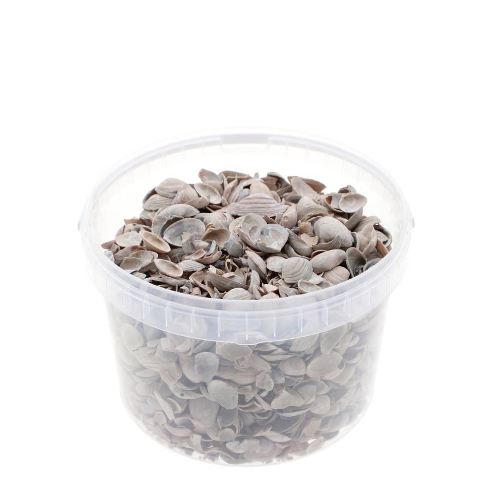 Muscheln Nordsee braun 3L 