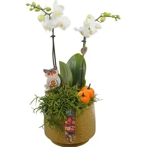 Phal.Arr PTHI5525 Herbst T17 H045