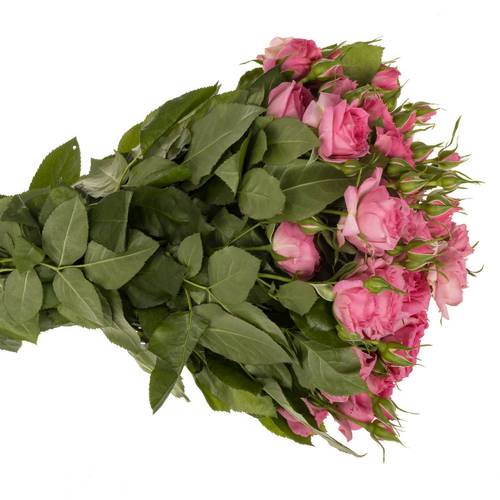 Rose verzweigt rosa Pink Dimension 3+Blüte 50cm