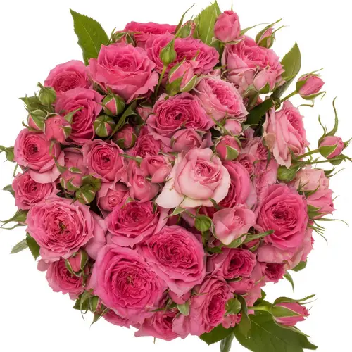 Rose verzweigt rosa Pink Dimension 3+Blüte 50cm