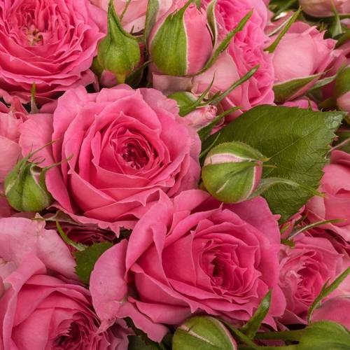 Rose verzweigt rosa Pink Dimension 3+Blüte 50cm
