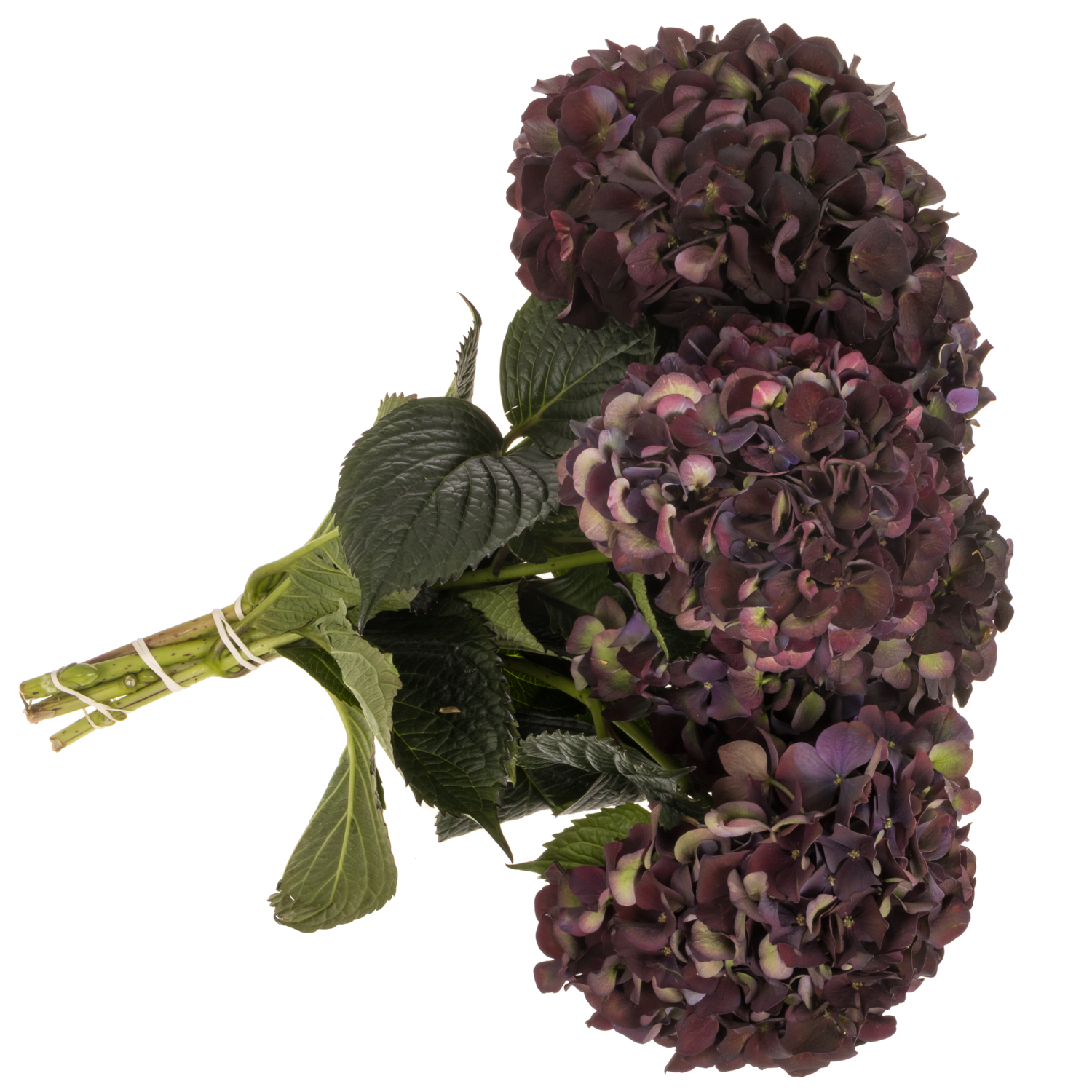 Hortensie dunkel lila/grün Ruby red cl Bol 15cm 40cm