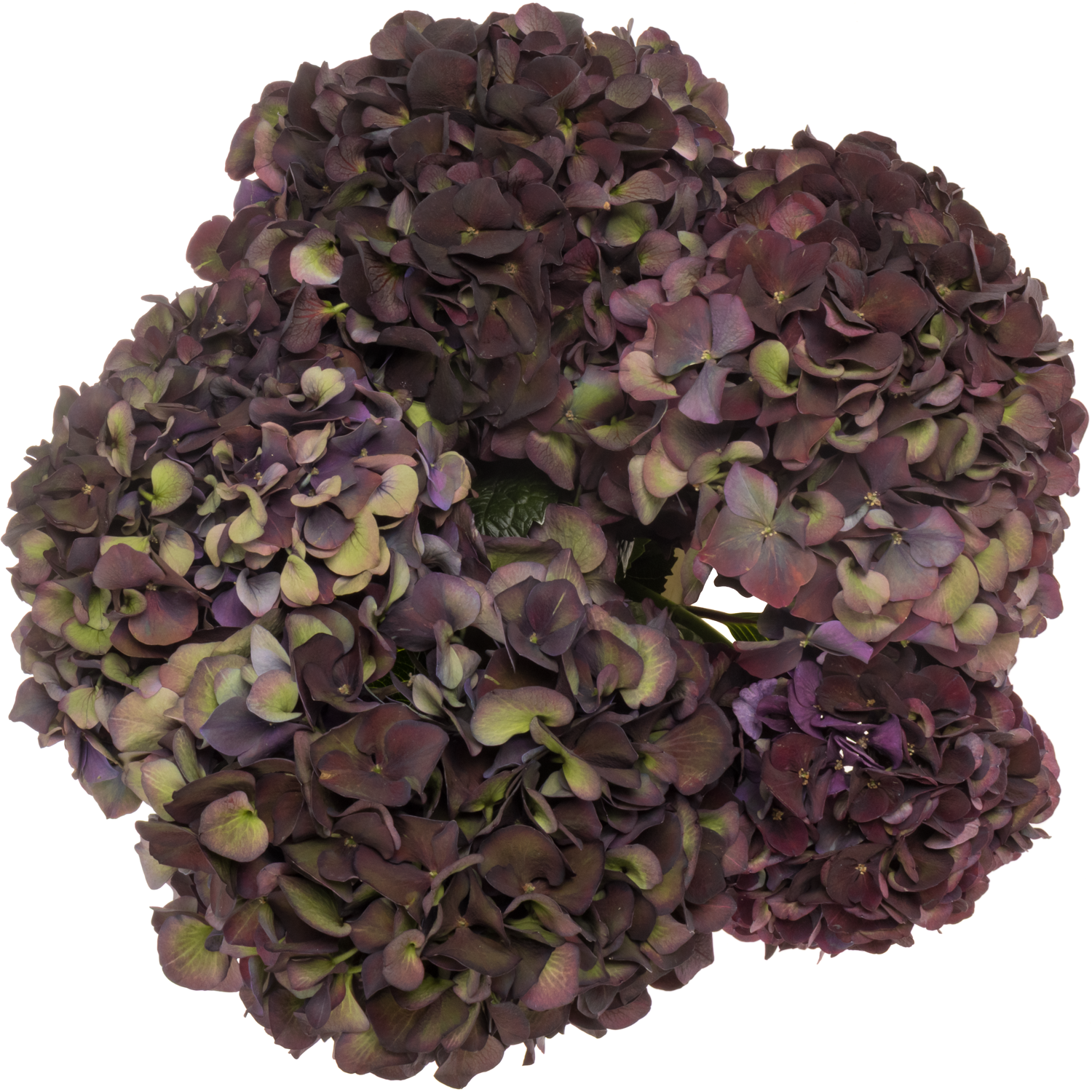 Hortensie dunkel lila/grün Ruby red cl Bol 15cm 40cm