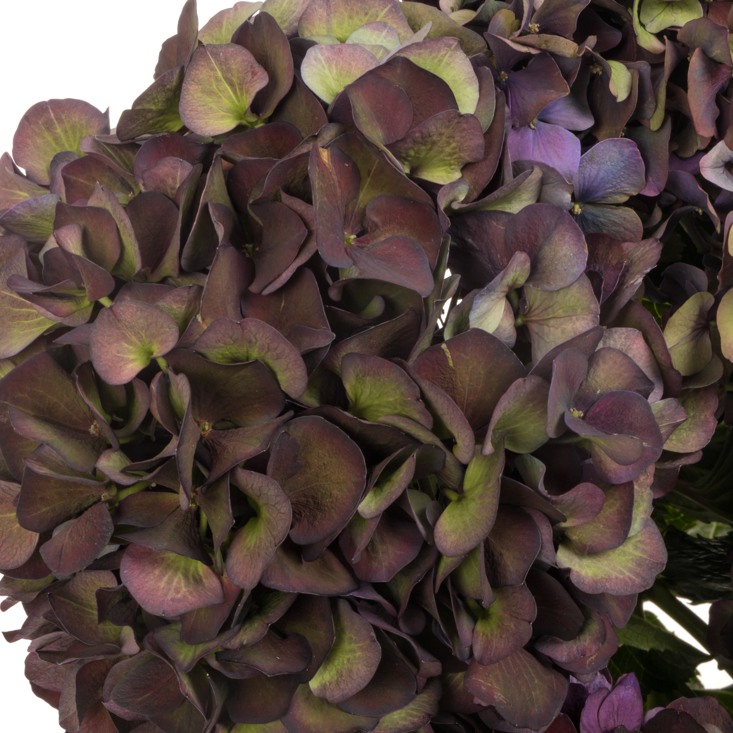 Hortensie dunkel lila/grün Ruby red cl Bol 15cm 40cm