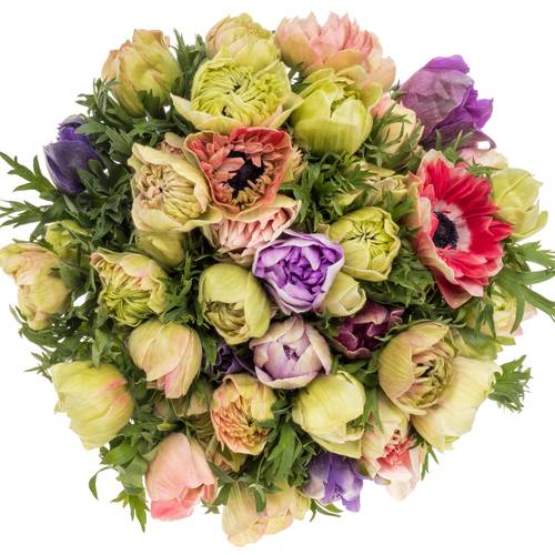 Anemone mix pastel Fullstar Israel 32cm x 50