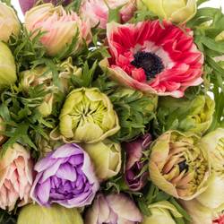 Anemone mix pastel Fullstar Israel 32cm x 50