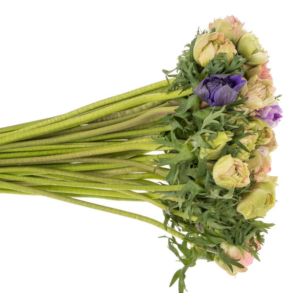 Anemone mix pastel Fullstar Israel 32cm x 50