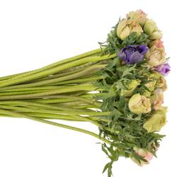 Anemone mix pastel Fullstar Israel 32cm x 50