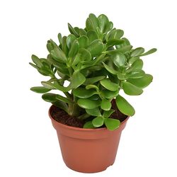 Crassula Ovata T15 H21