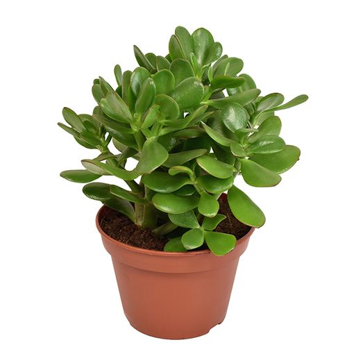Crassula Ovata T15 H21