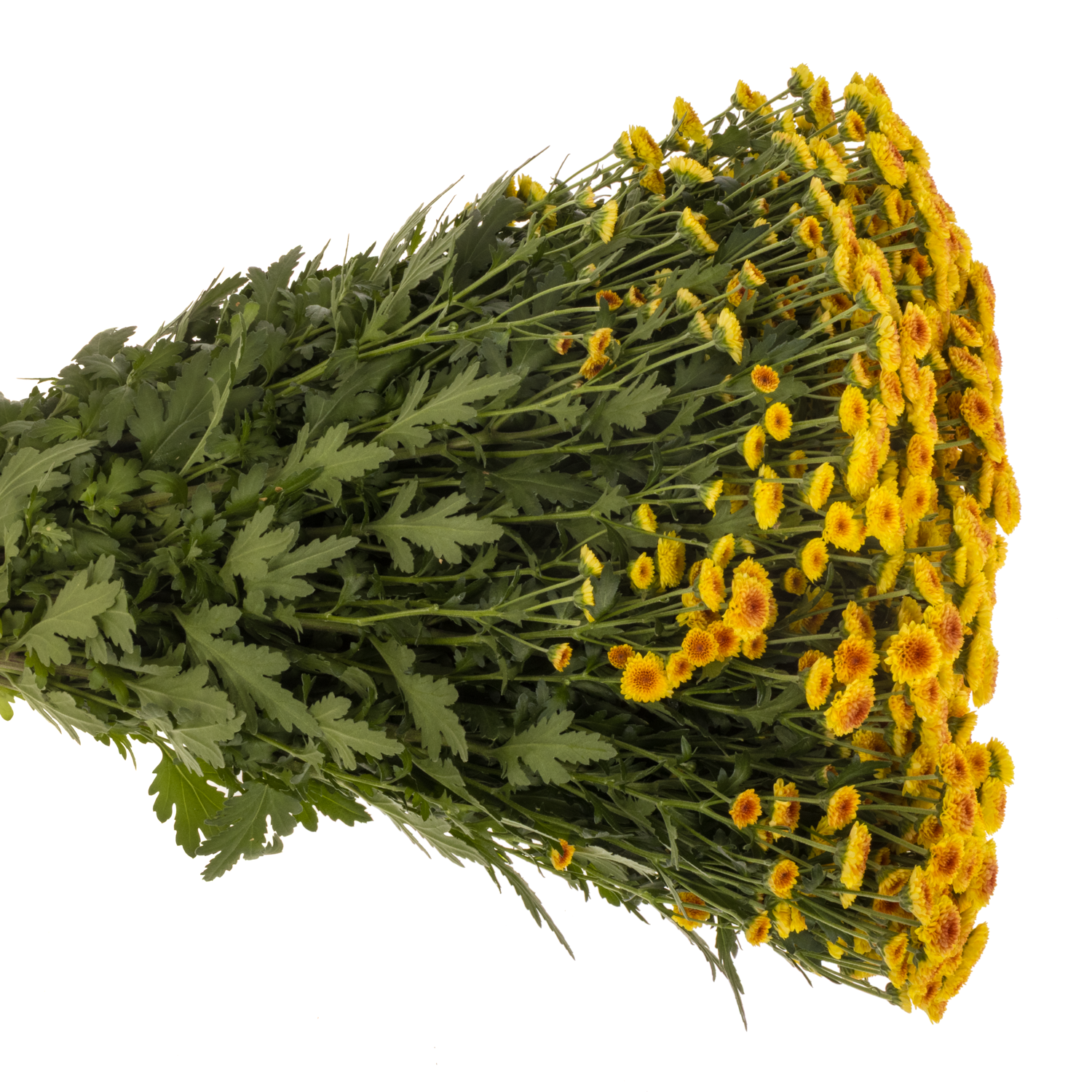 Santini gelb-orange Tyolo Sunrise1000 Gramm 55cm