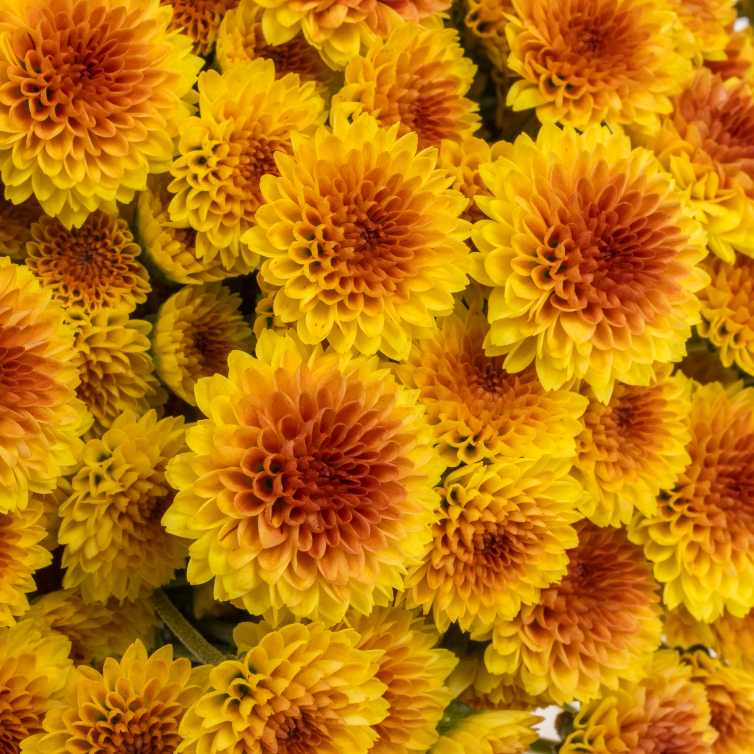 Santini gelb-orange Tyolo Sunrise1000 Gramm 55cm