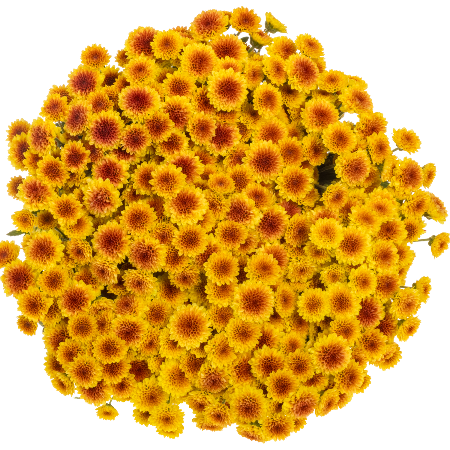 Santini gelb-orange Tyolo Sunrise1000 Gramm 55cm