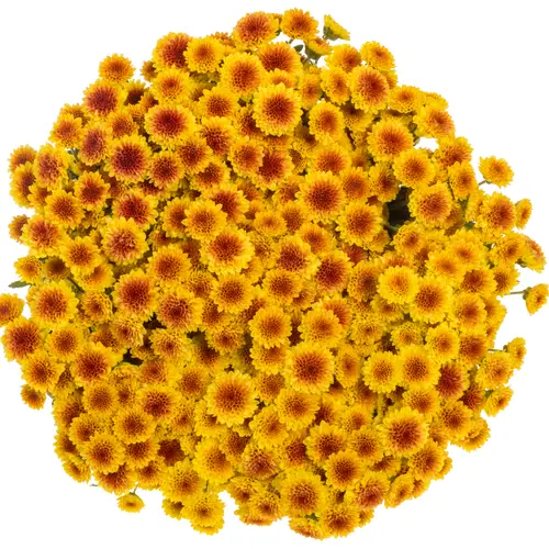 Santini gelb-orange Tyolo Sunrise1000 Gramm 55cm