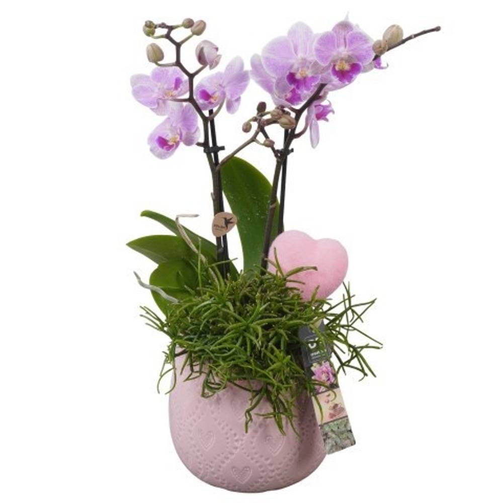 Phal.Arr PTVMB2298 T14 H042