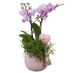 Phal.Arr PTVMB2298 T14 H042