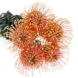 Nutans orange Gold Dust 60cm