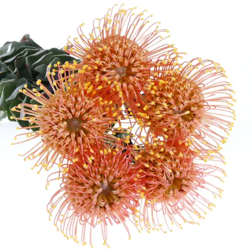 Nutans orange Gold Dust 60cm