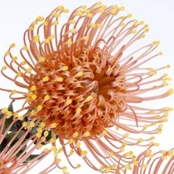 Nutans orange Gold Dust 60cm