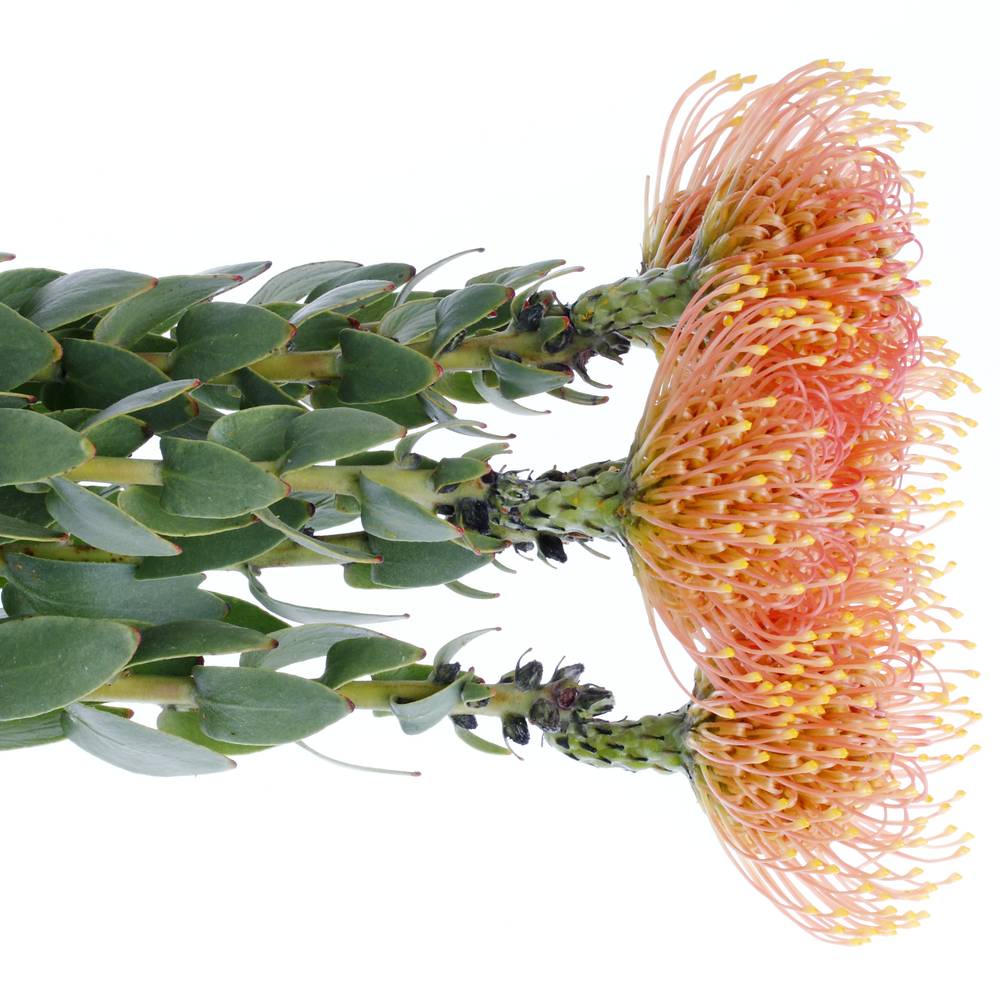 Nutans orange Gold Dust 60cm