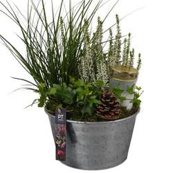 Garten.Arr PTAH8686 Allerheiligen T22 H046