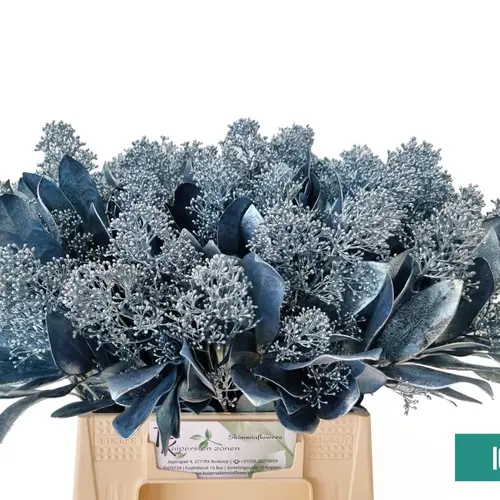 Skimmia hell blau gefärbt 45cm