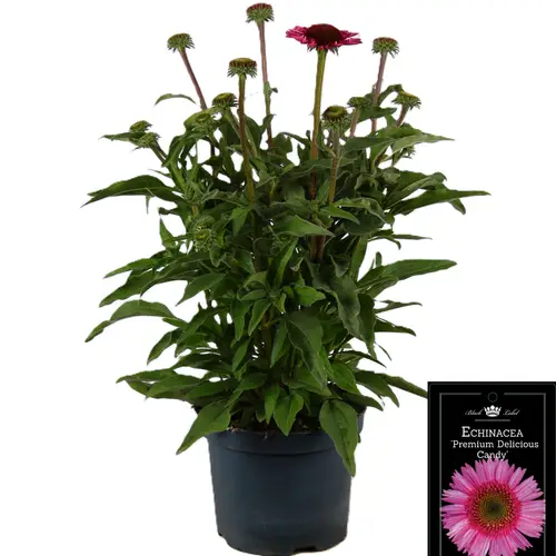 Echinacea d.rosa Delicious Candy T19 H055