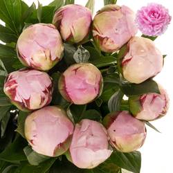 Pfingstrose rosa Sarah Bernhard  x10 60cm