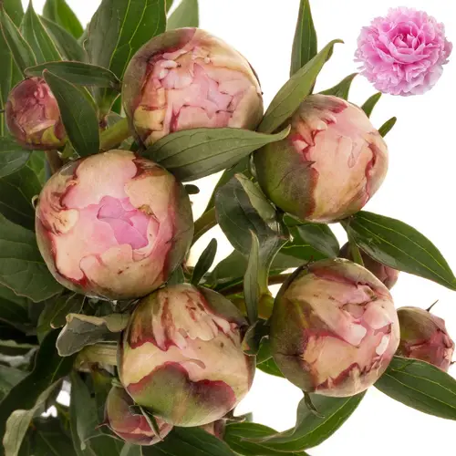 Pfingstrose rosa Sarah Bernhard 60cm