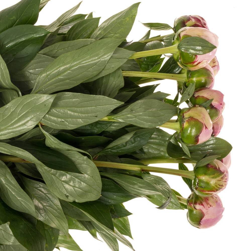 Pfingstrose rosa Sarah Bernhard  x10 60cm