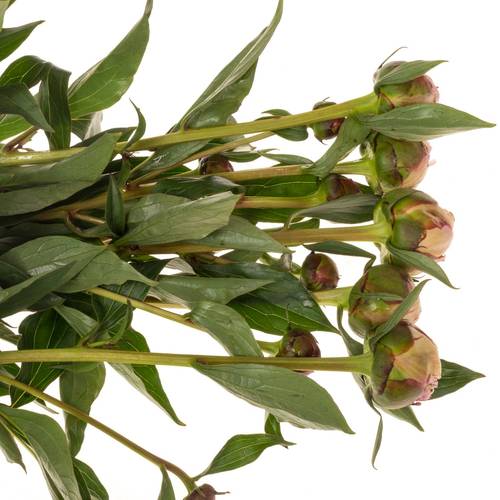 Pfingstrose rosa Sarah Bernhard 60cm