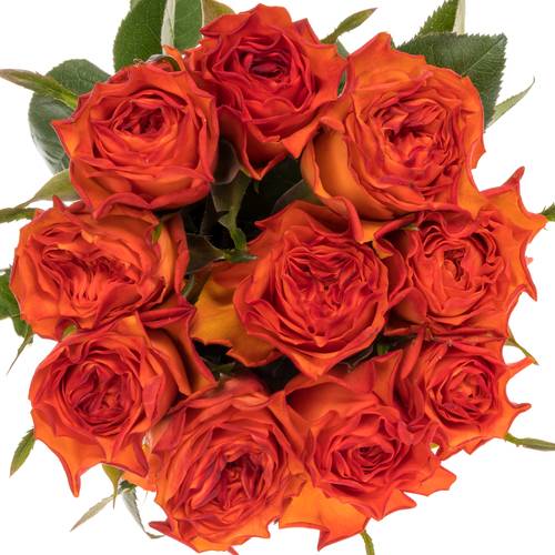 Rose dunkel orange Wave 35cm