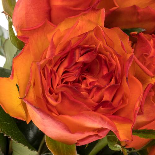 Rose dunkel orange Wave 35cm