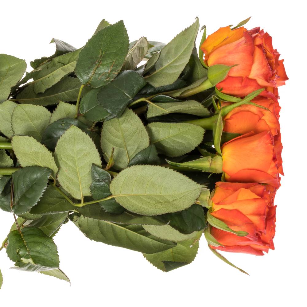Rose dunkel orange Wave 35cm