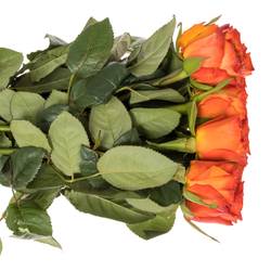 Rose dunkel orange Wave 35cm