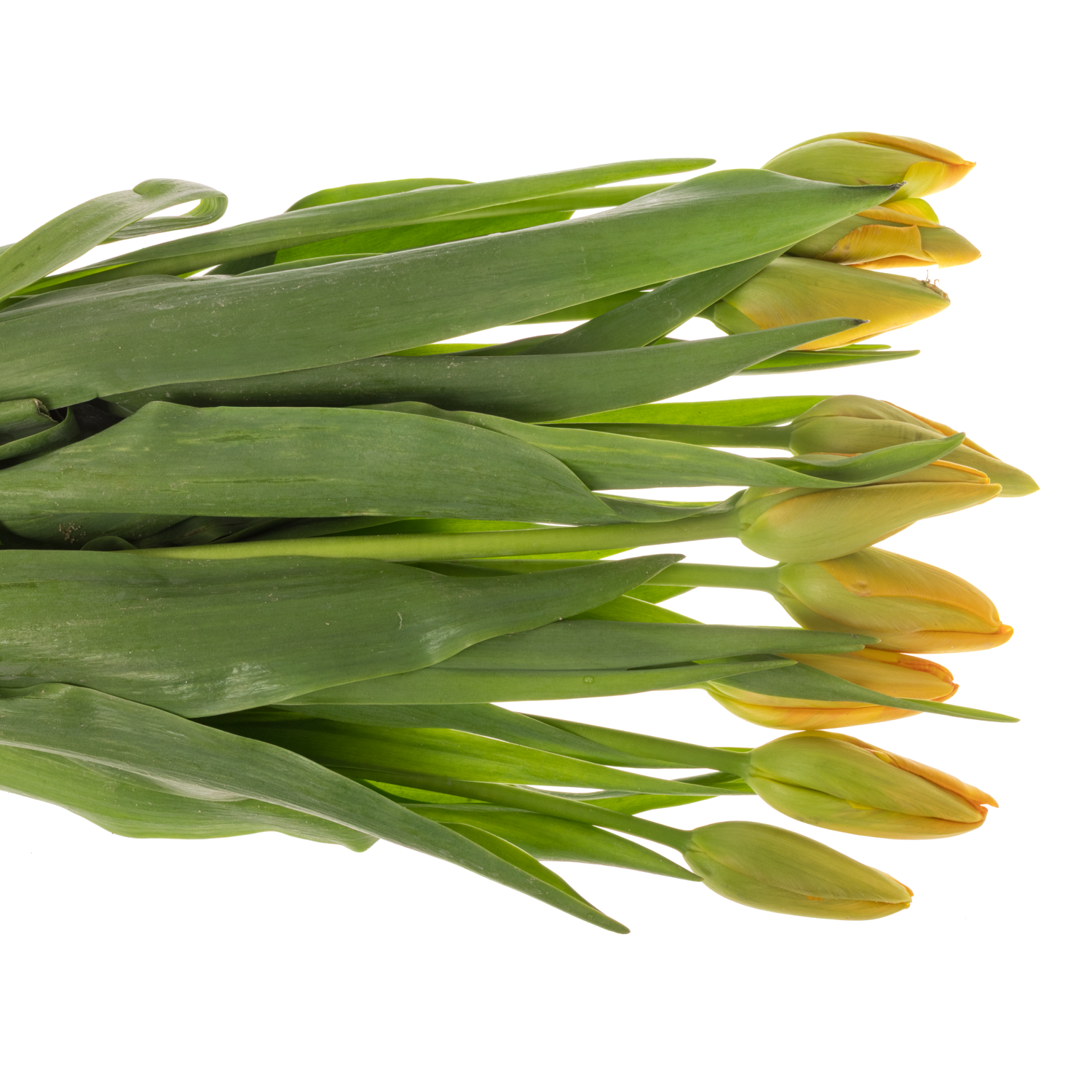 Franz.orange/gelb Dordogne 44 Gramm 50cm