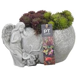 Garten.Arr PTAH8613 Allerheiligen T19 H018
